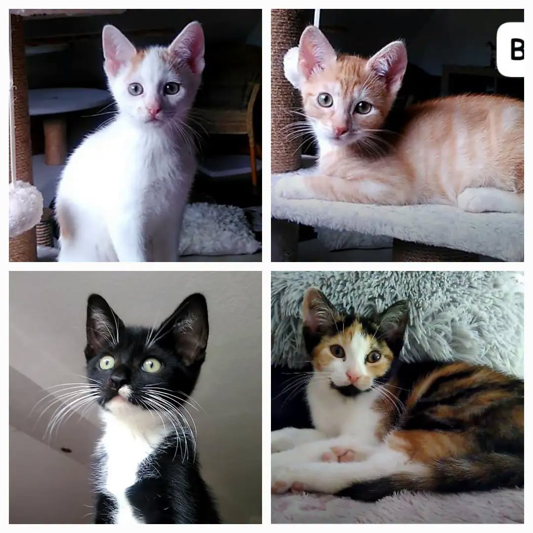 SOOKIE, CALIMERO, BODHI und NEVIO, 1x Katze, 3x Kater, 6/2026, Freigang
