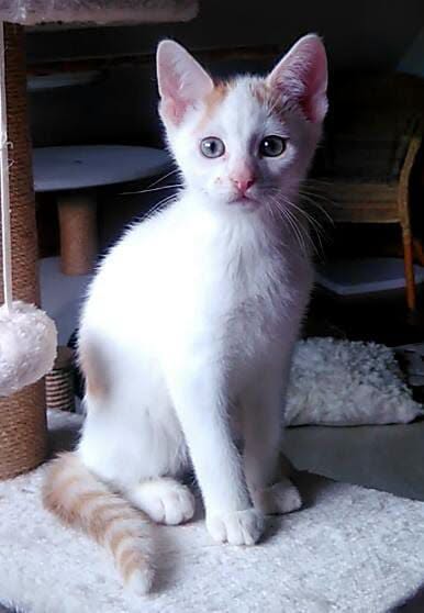SOOKIE, CALIMERO, BODHI und NEVIO, 1x Katze, 3x Kater, 6/2026, Freigang – Bild 5