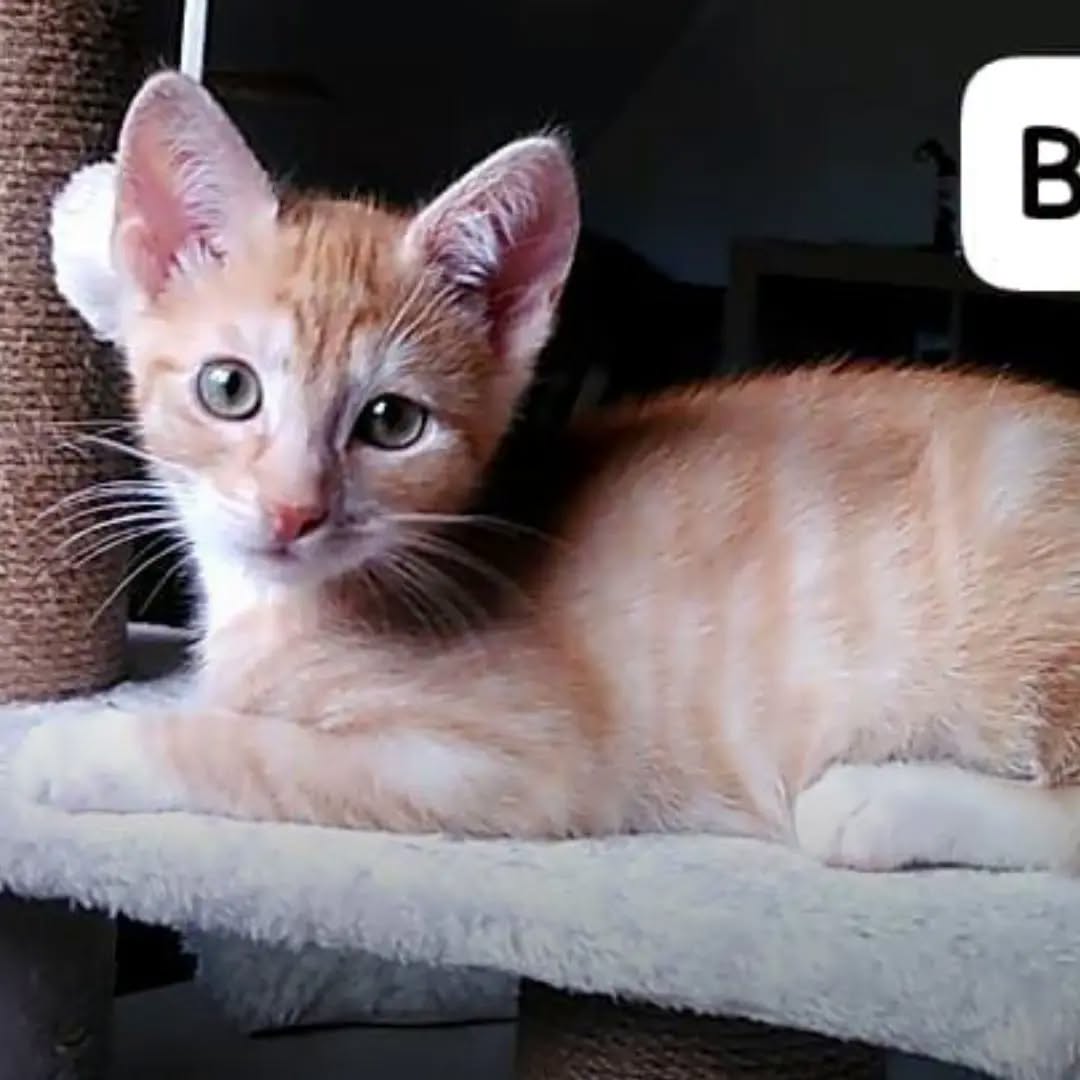 SOOKIE, CALIMERO, BODHI und NEVIO, 1x Katze, 3x Kater, 6/2026, Freigang – Bild 3