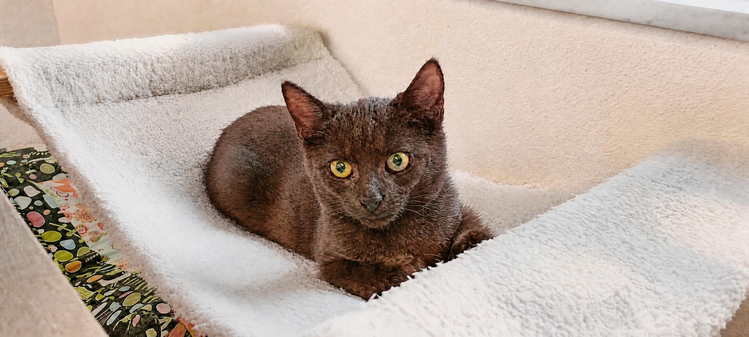 SCHOKO, 5/2026, Kater, Freigang – Bild 8