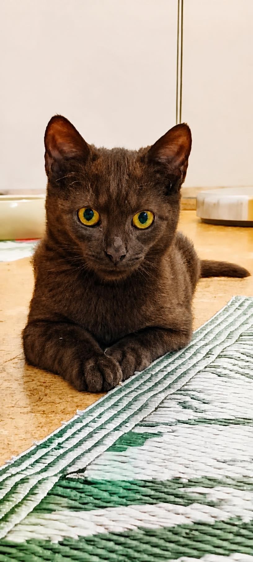 SCHOKO, 5/2026, Kater, Freigang – Bild 9