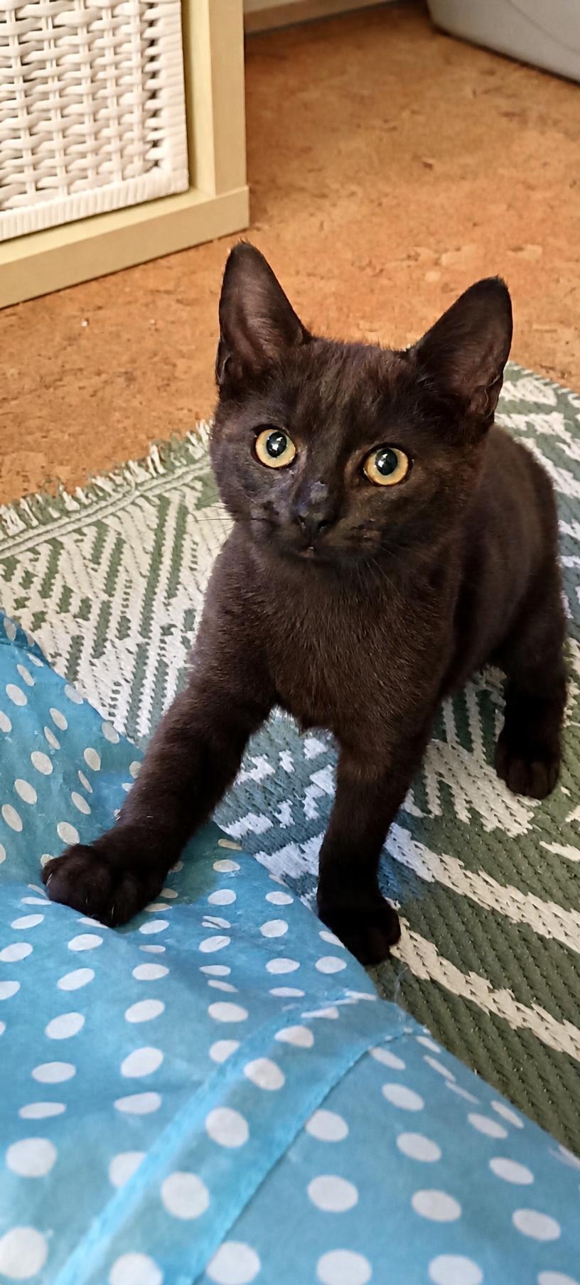 SCHOKO, 5/2026, Kater, Freigang – Bild 7