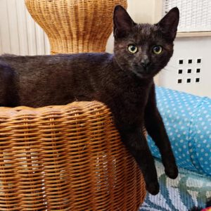 SCHOKO, 5/2026, Kater, Freigang
