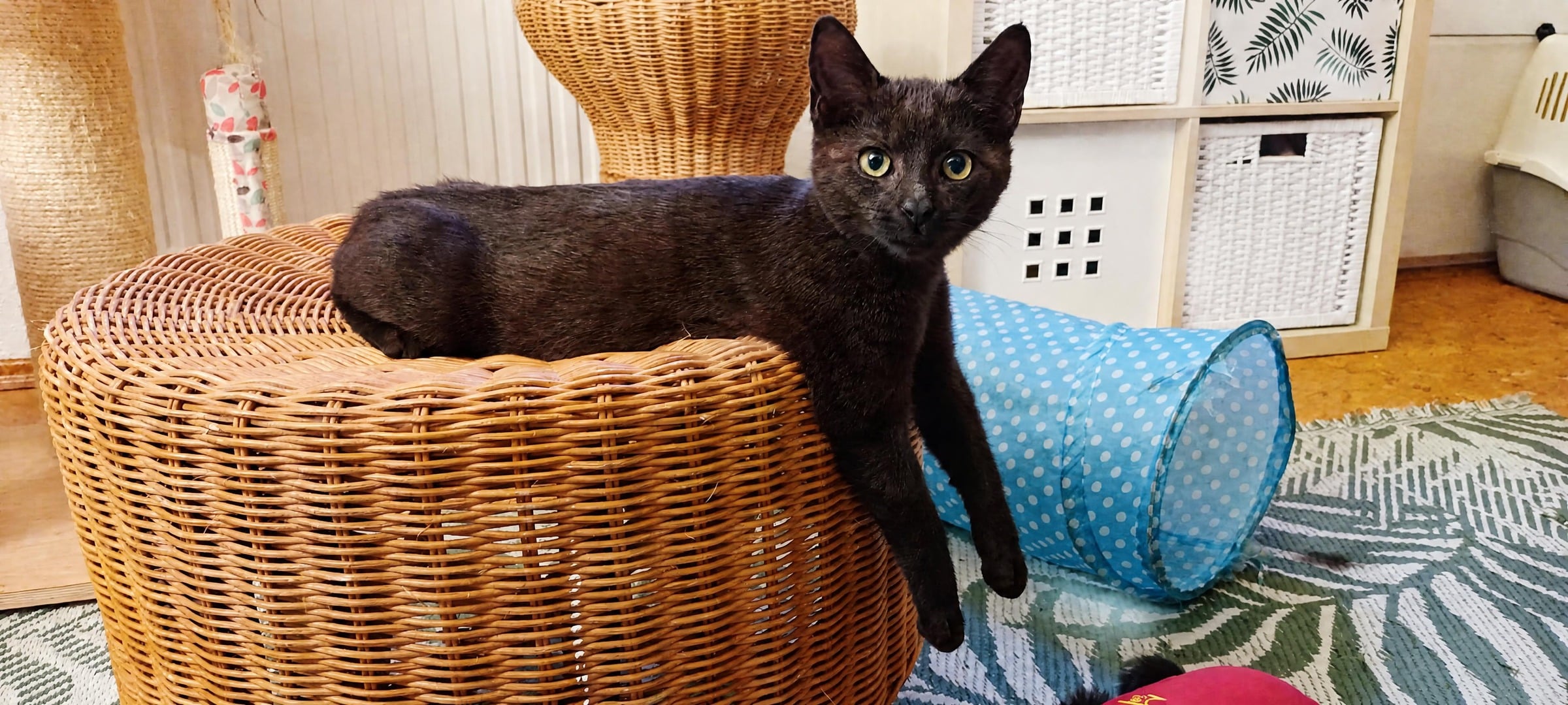 SCHOKO, 5/2026, Kater, Freigang