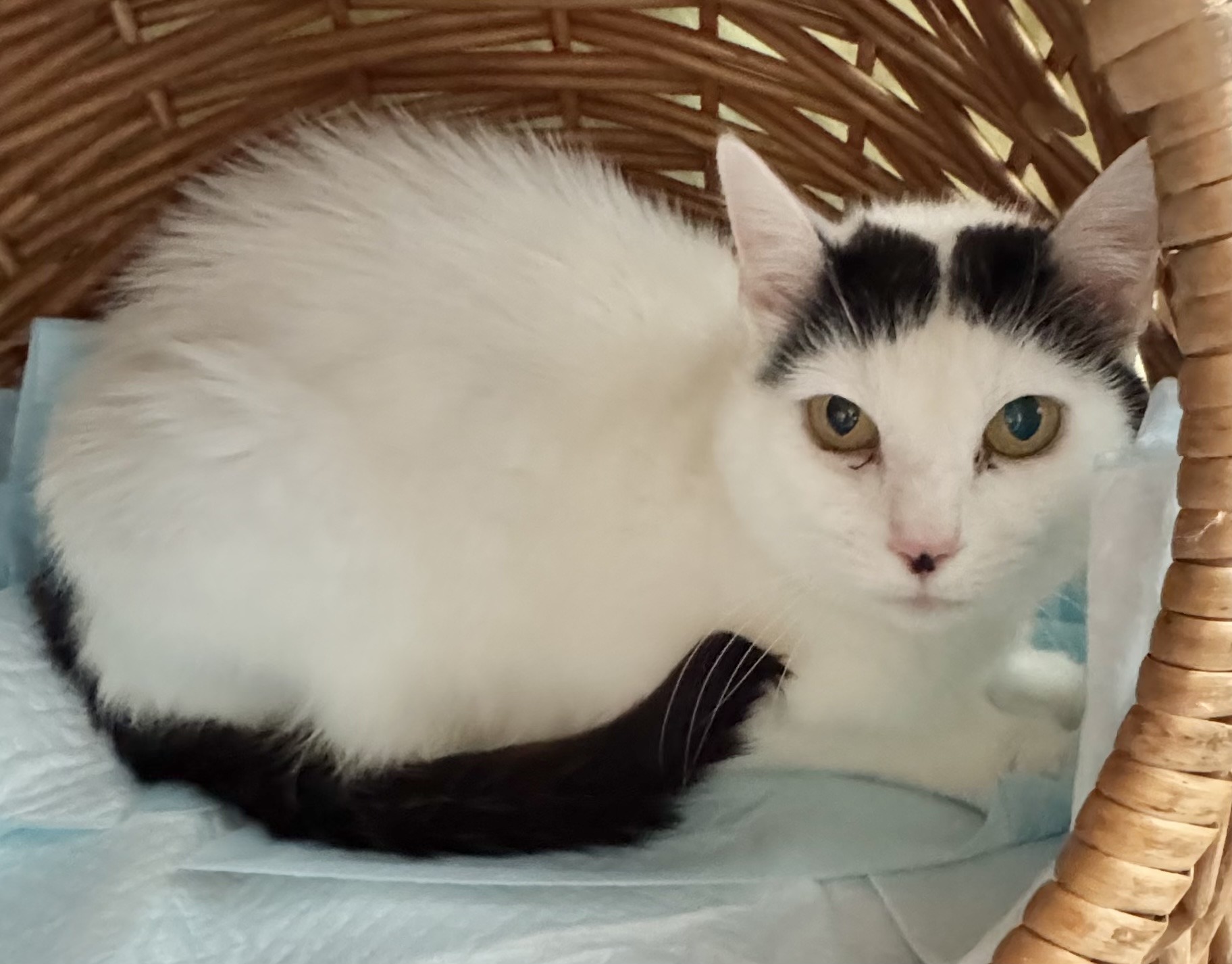 MELLI, Katze, Freigang, Einzelplatz, 2021 – Bild 7
