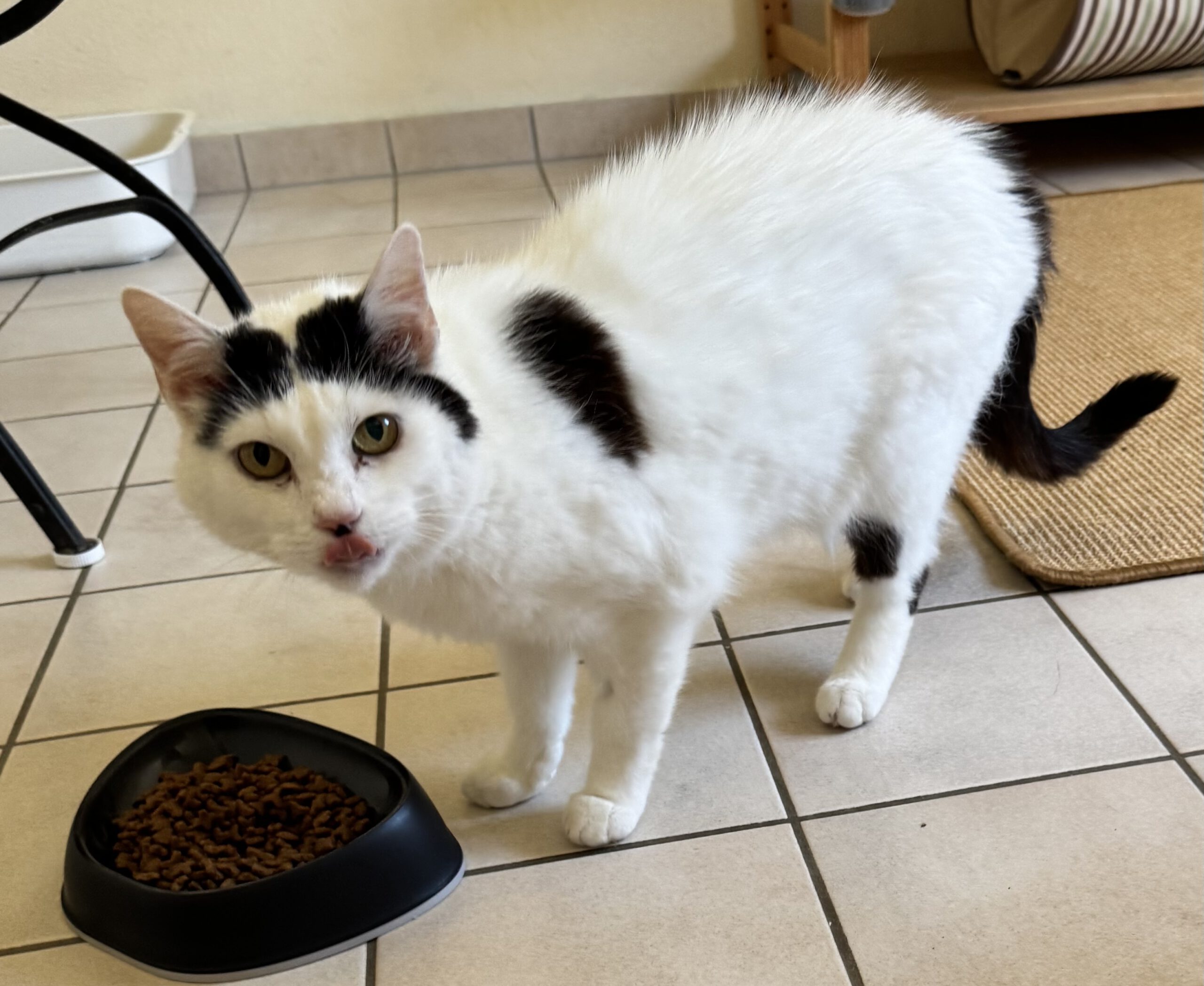 MELLI, Katze, Freigang, Einzelplatz, 2021 – Bild 6