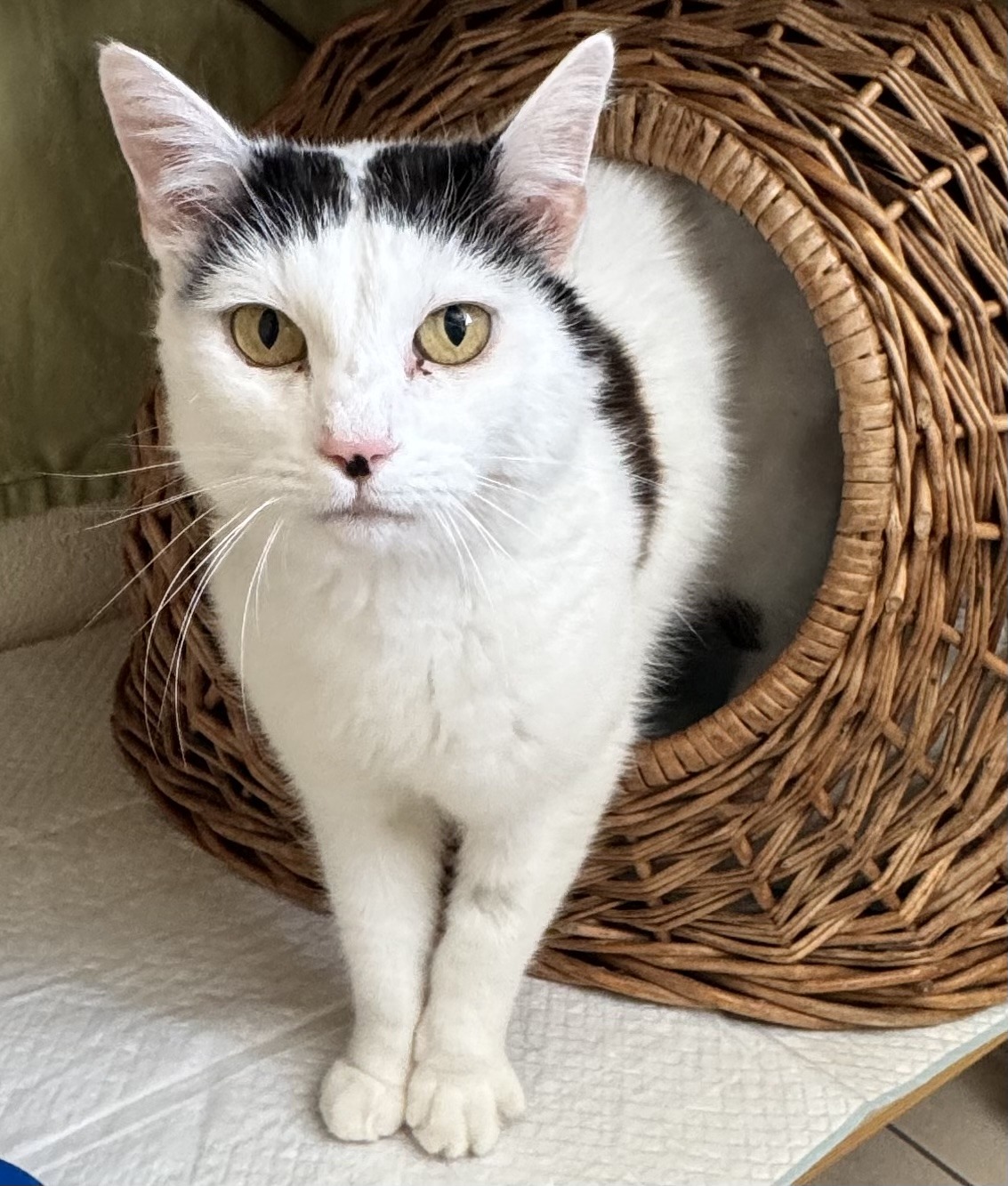 MELLI, Katze, Freigang, Einzelplatz, 2021 – Bild 5