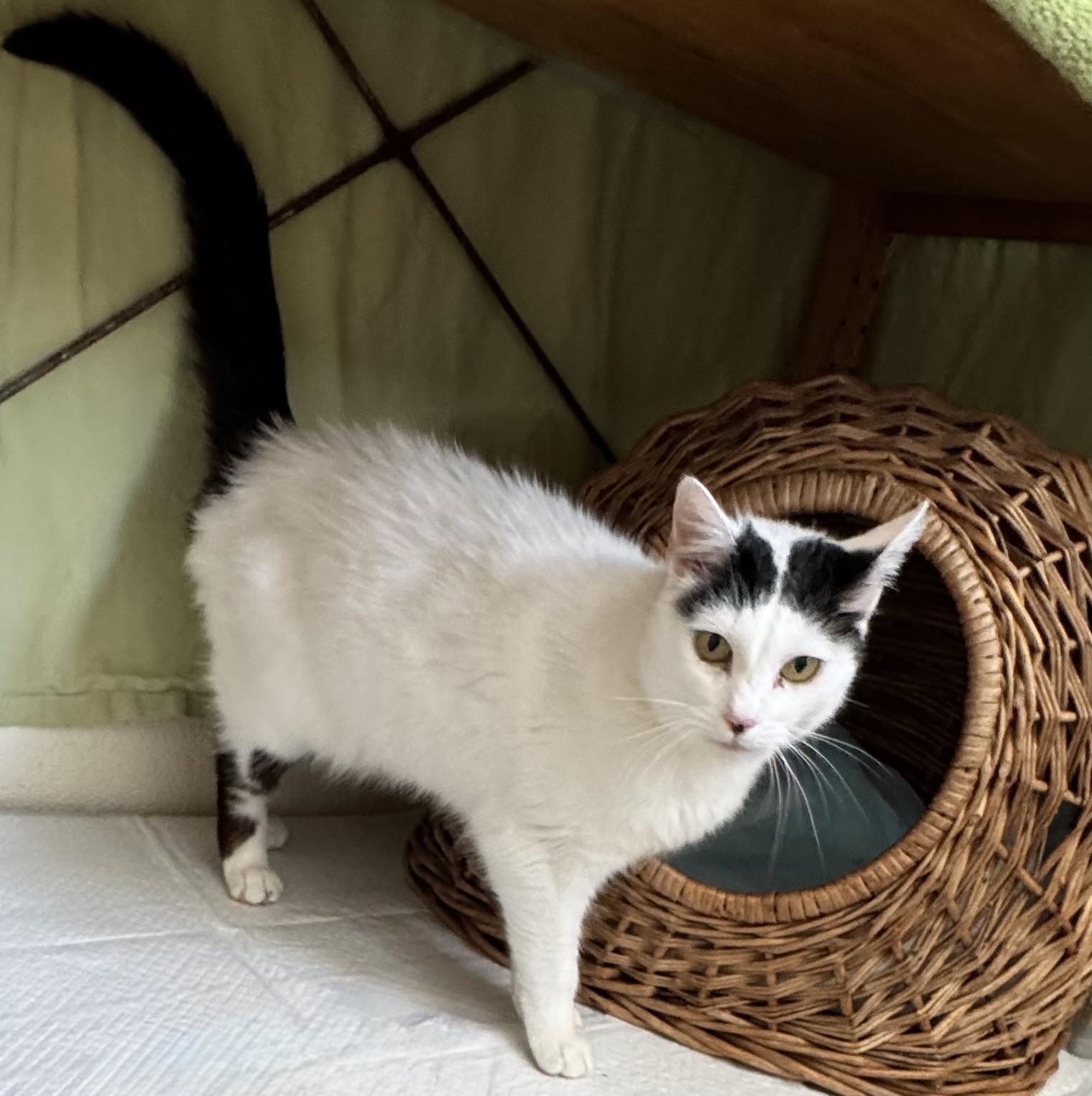MELLI, Katze, Freigang, Einzelplatz, 2021 – Bild 4