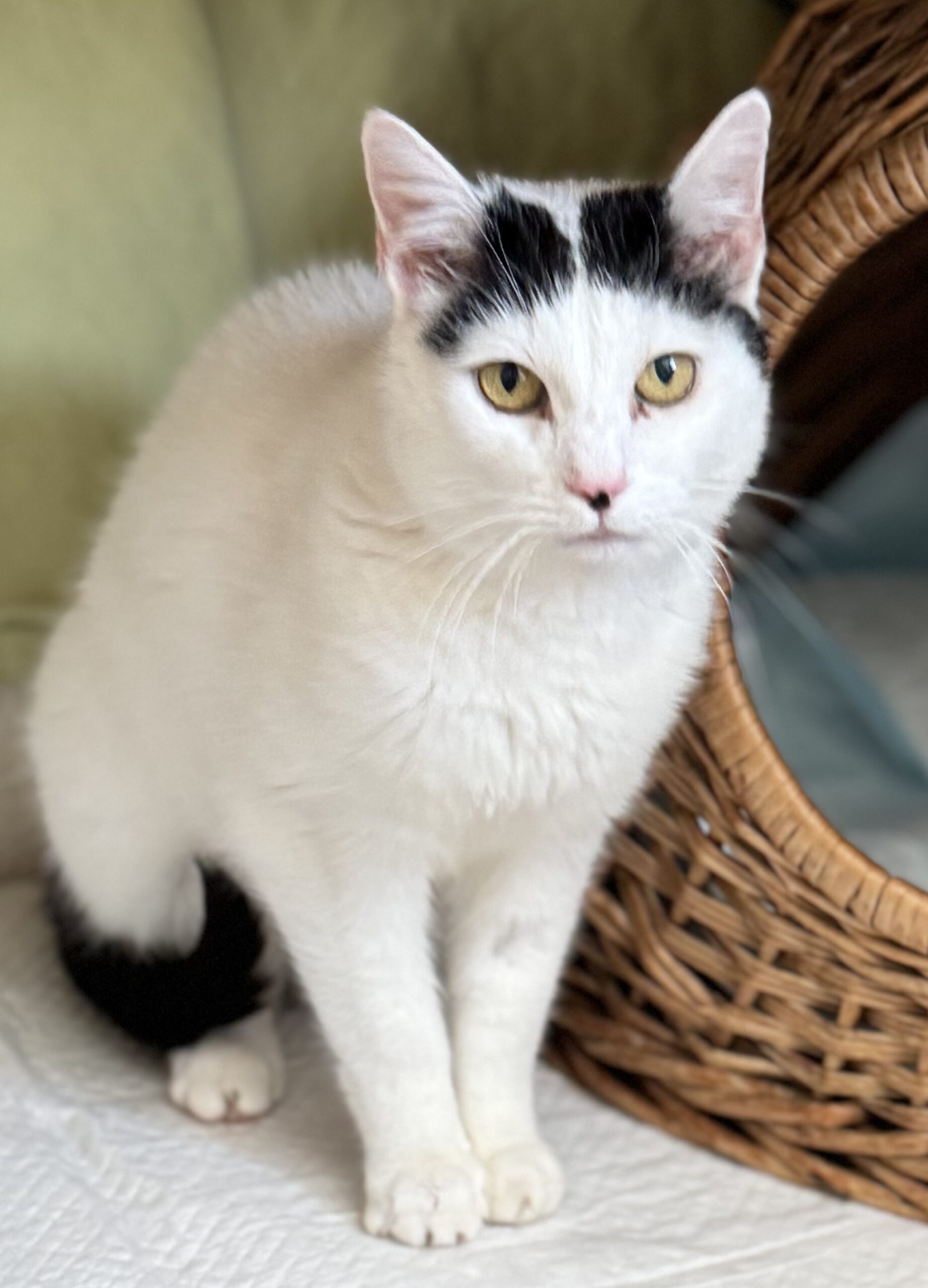 MELLI, Katze, Freigang, Einzelplatz, 2021 – Bild 3