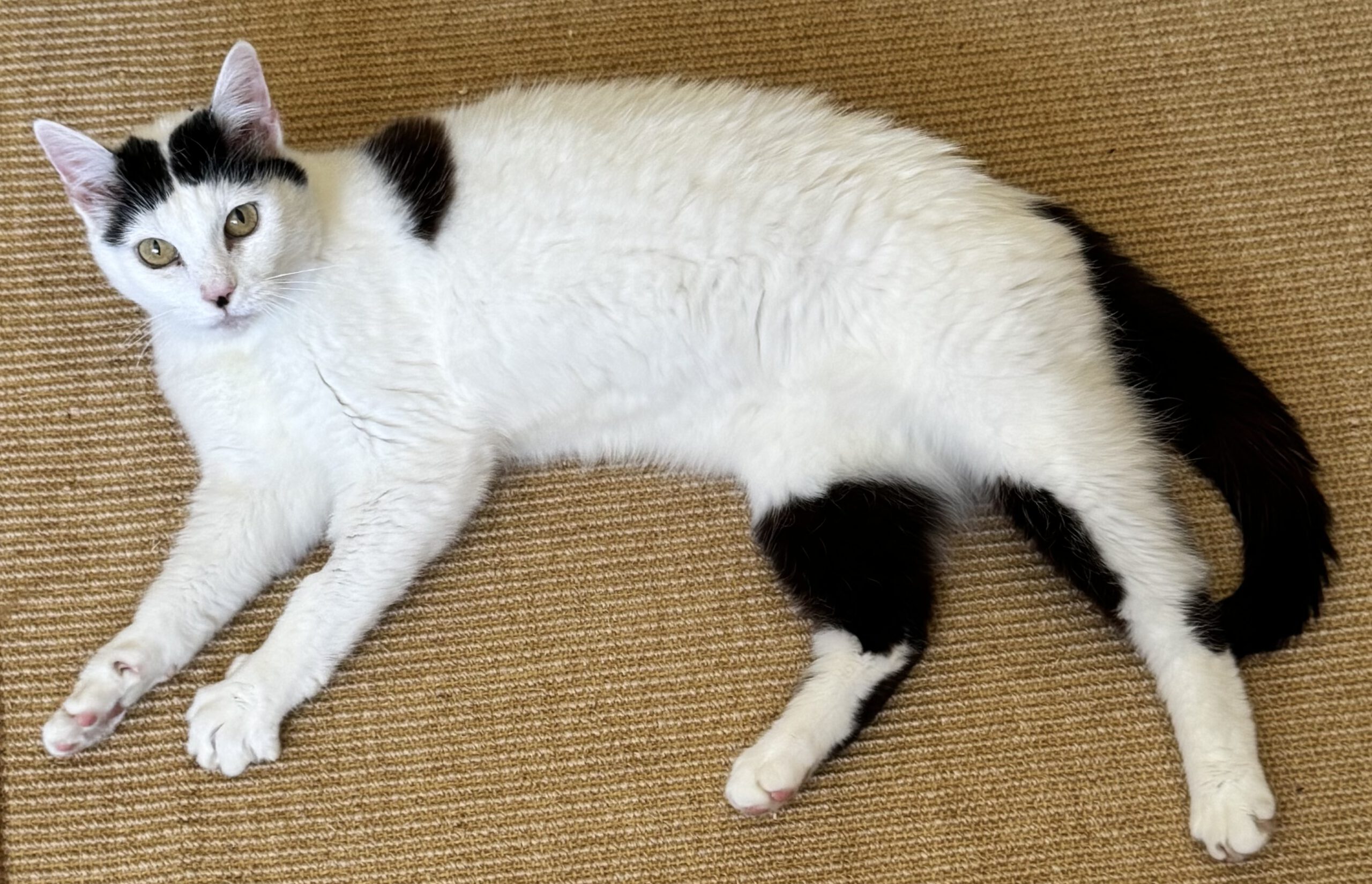 MELLI, Katze, Freigang, Einzelplatz, 2021 – Bild 2