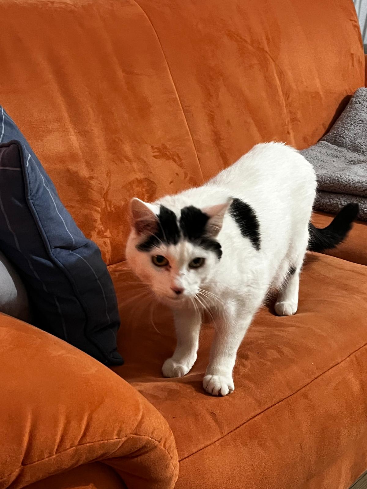 MELLI, Katze, Freigang, Einzelplatz, 2021 – Bild 10