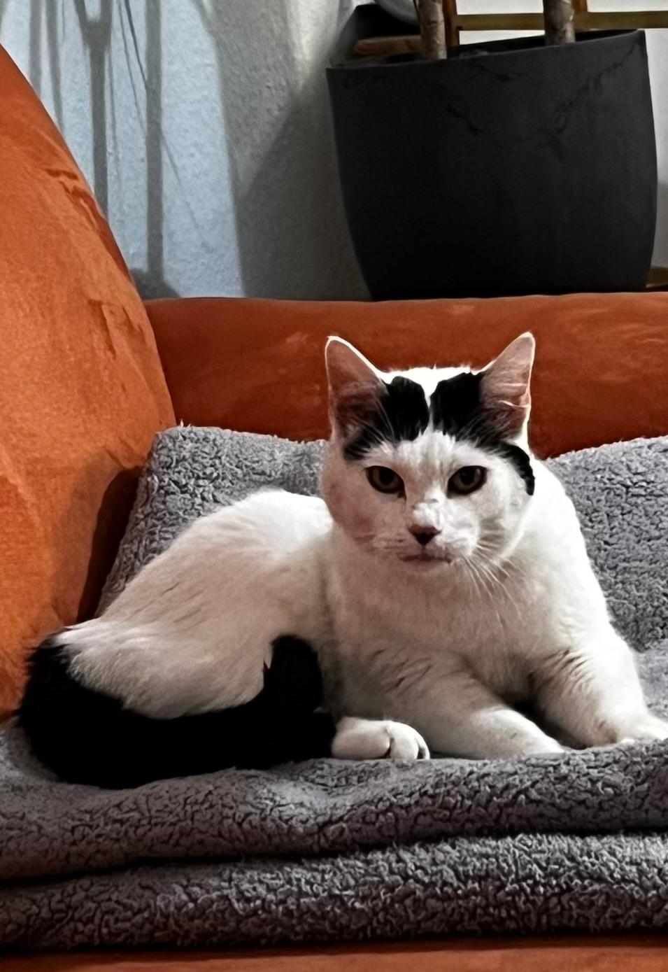 MELLI, Katze, Freigang, Einzelplatz, 2021 – Bild 9