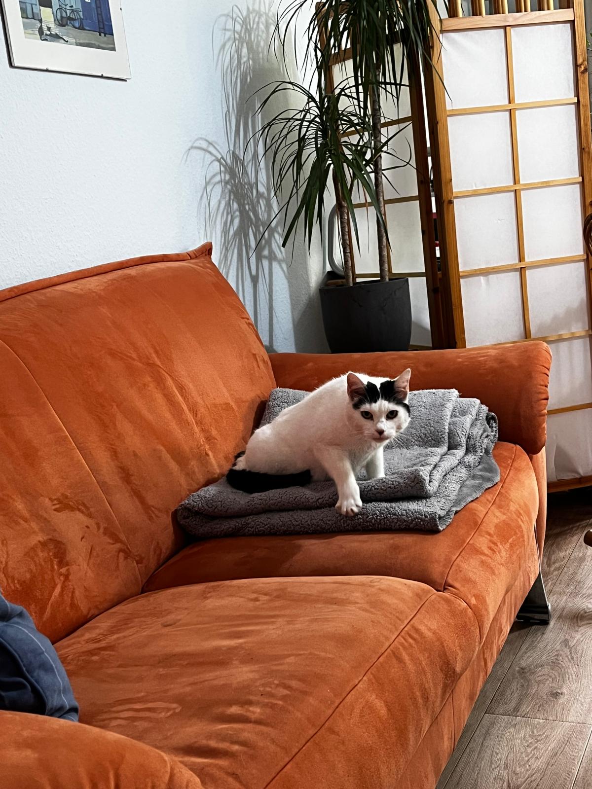MELLI, Katze, Freigang, Einzelplatz, 2021 – Bild 8