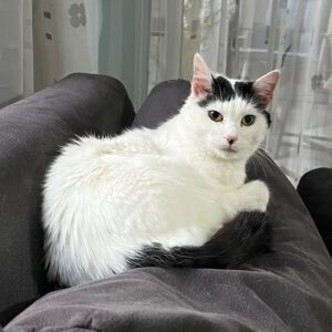 MELLI, Katze, Freigang, Einzelplatz, 2021