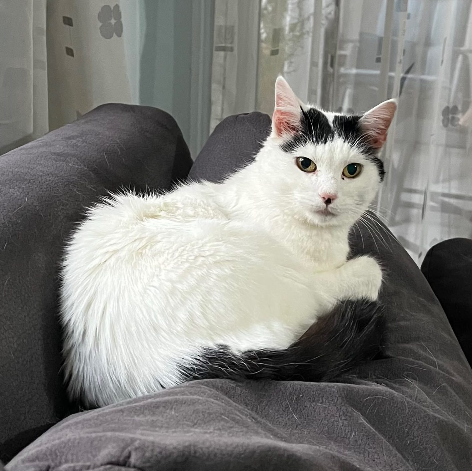 MELLI, Katze, Freigang, Einzelplatz, 2021