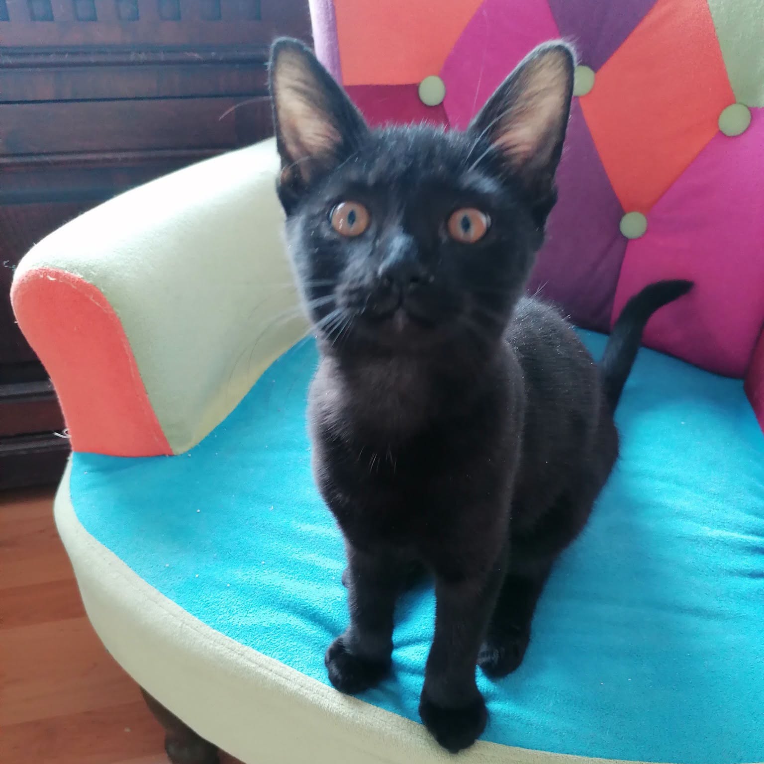 OZZY, Kater, 06/2026, Freigang – Bild 3