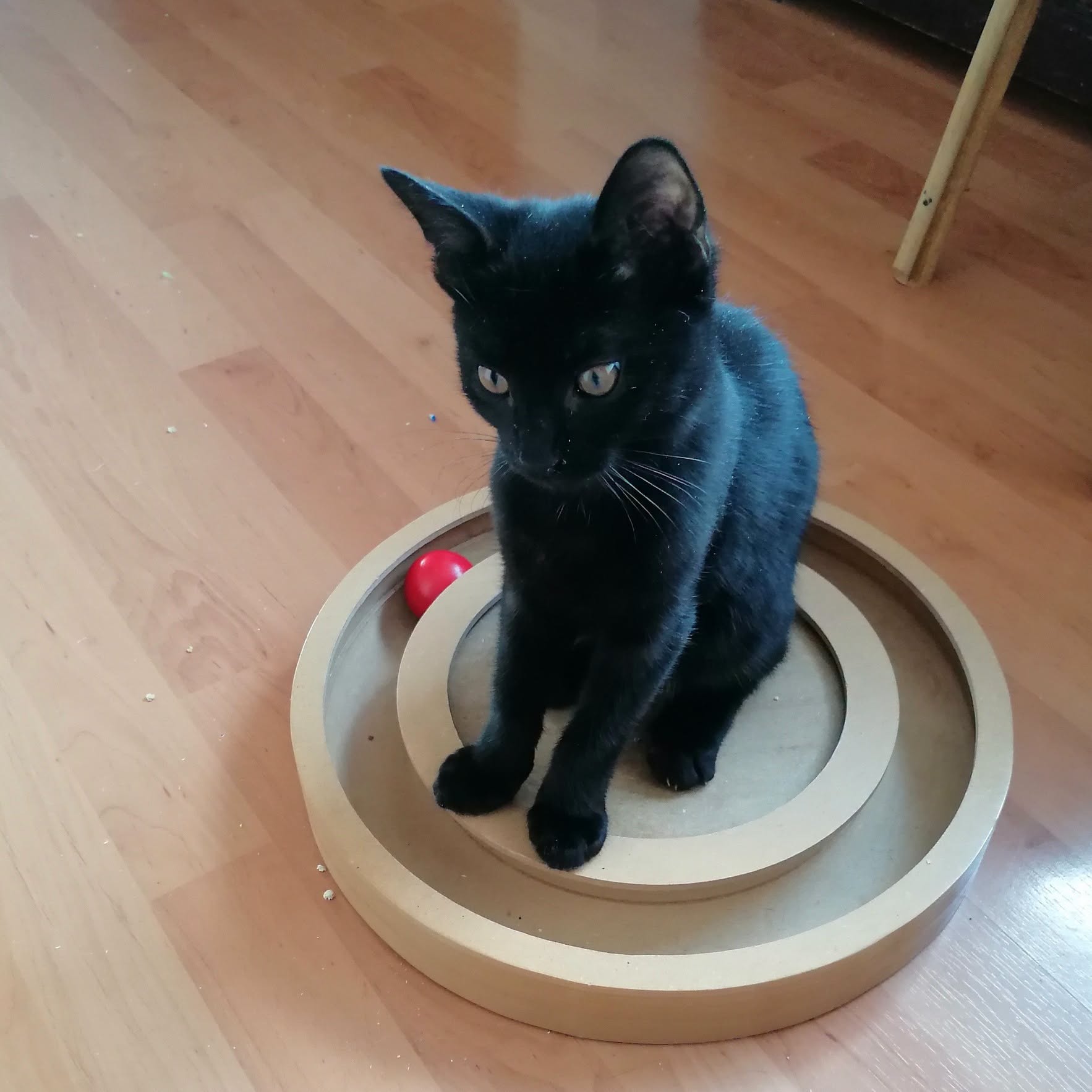 OZZY, Kater, 06/2026, Freigang – Bild 2