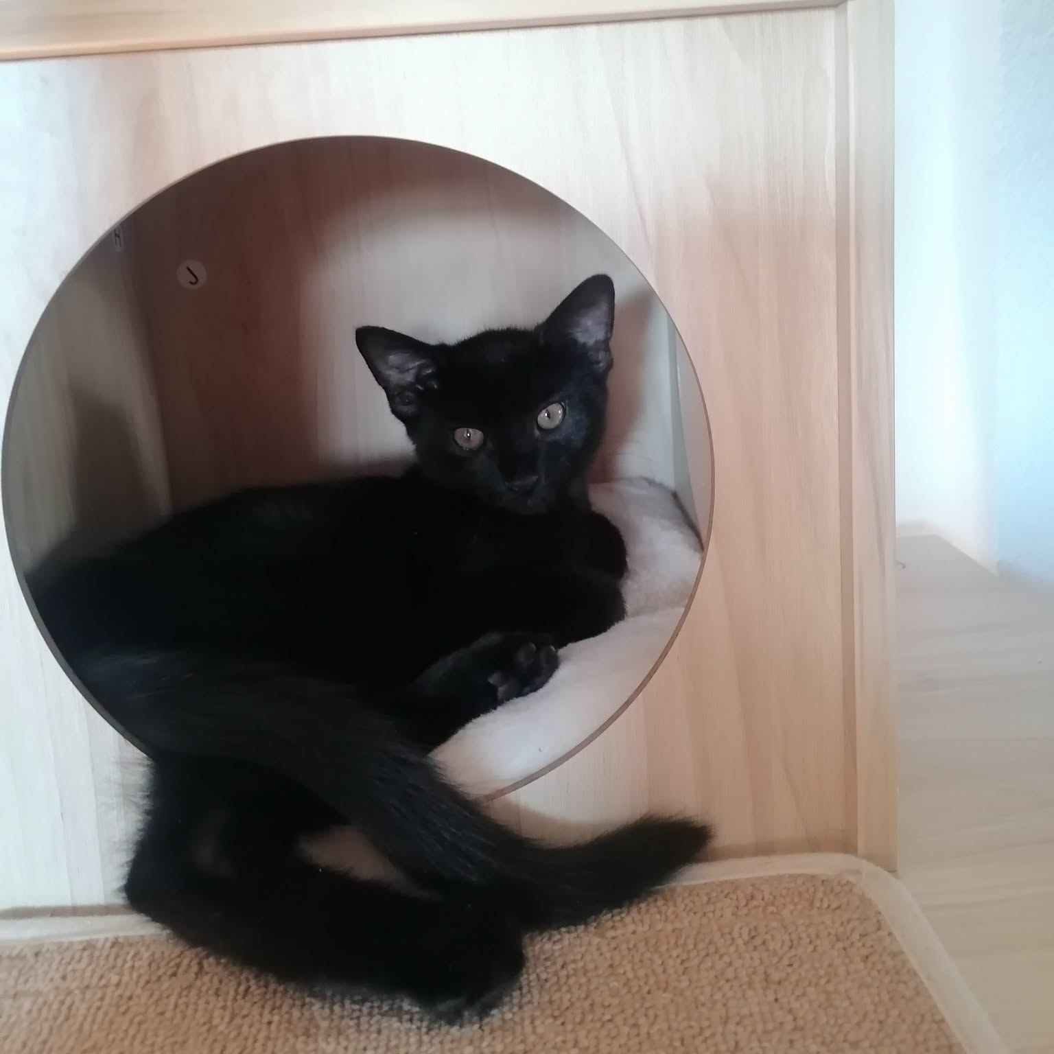 OZZY, Kater, 06/2026, Freigang – Bild 4