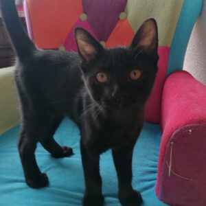 OZZY, Kater, 06/2026, Freigang