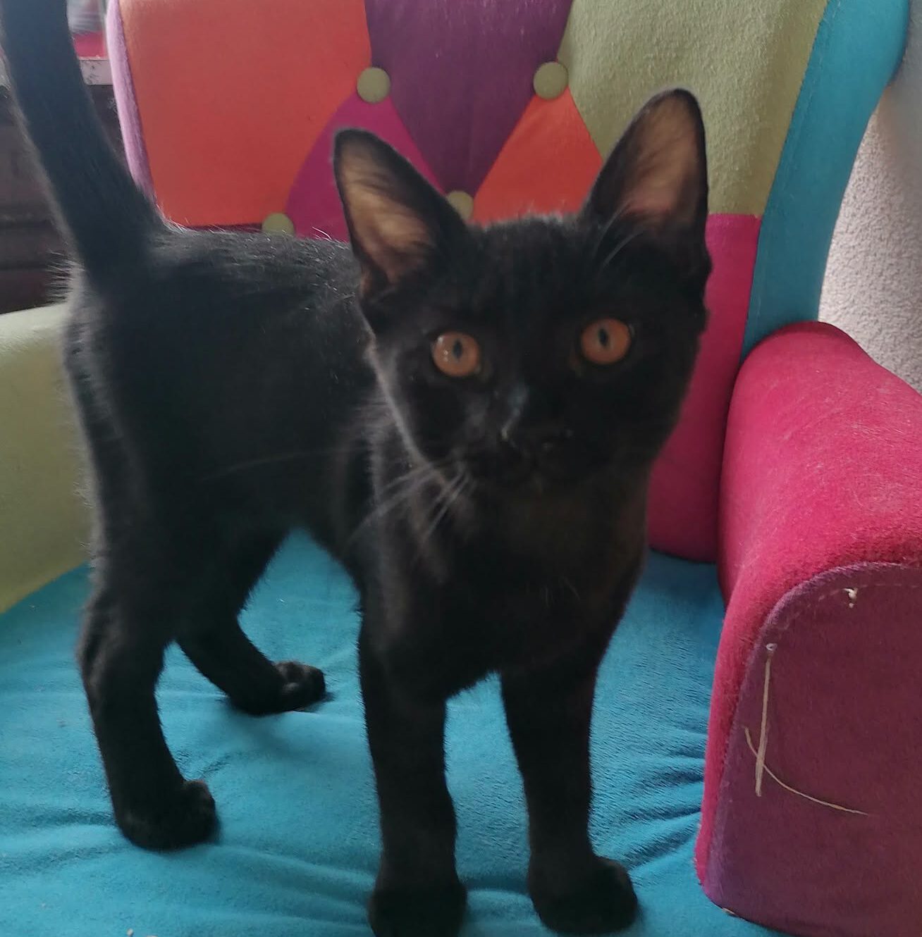 OZZY, Kater, 06/2026, Freigang