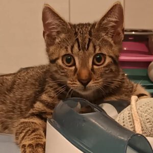 PAVAROTTI, Kater, 07/2026, Freigang