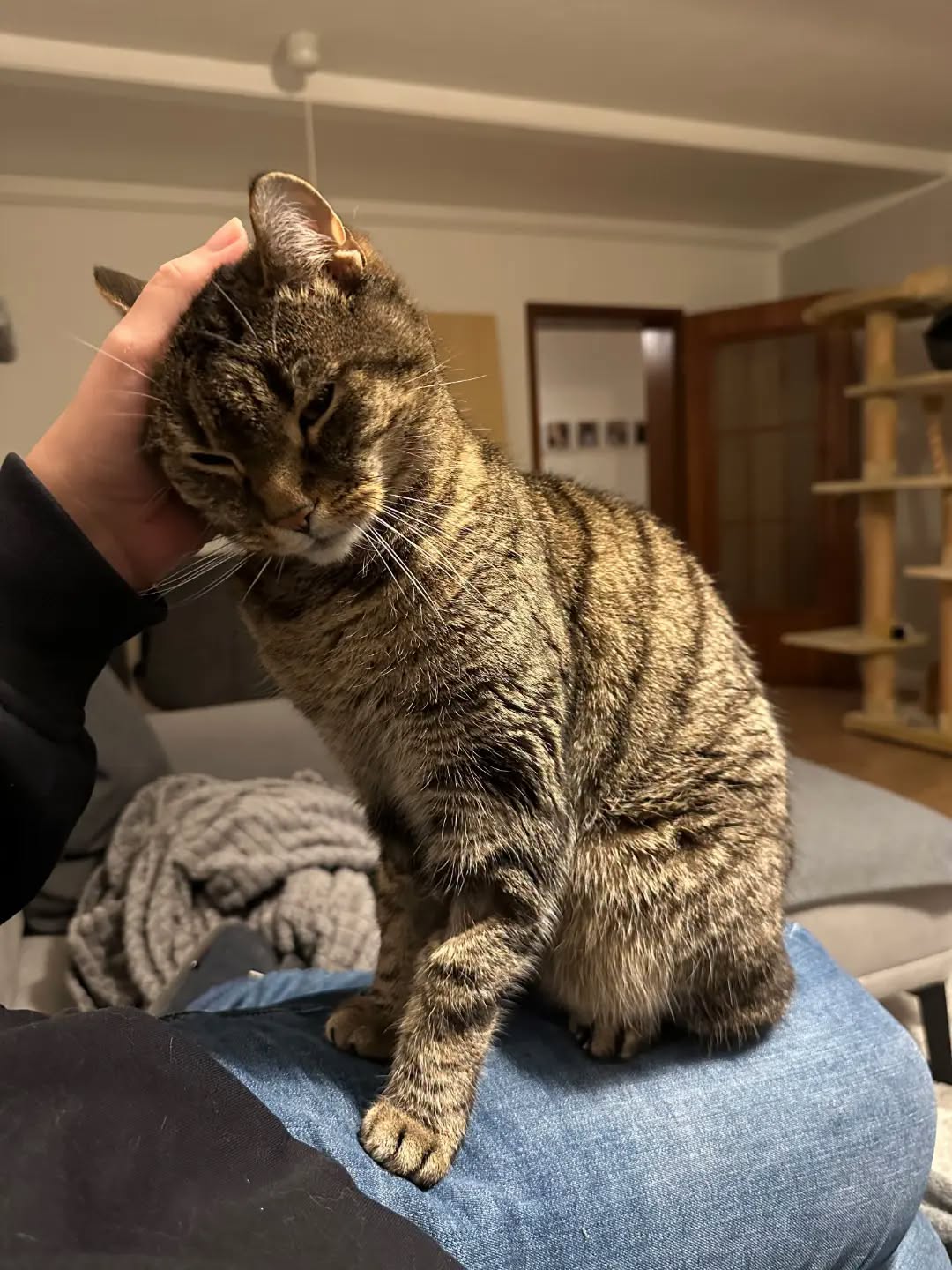 TIMO, 2015, Kater, Freigang – Bild 2