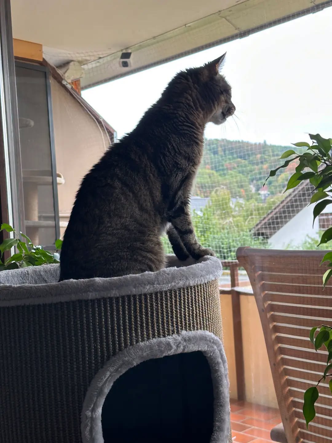 TIMO, 2015, Kater, Freigang – Bild 8