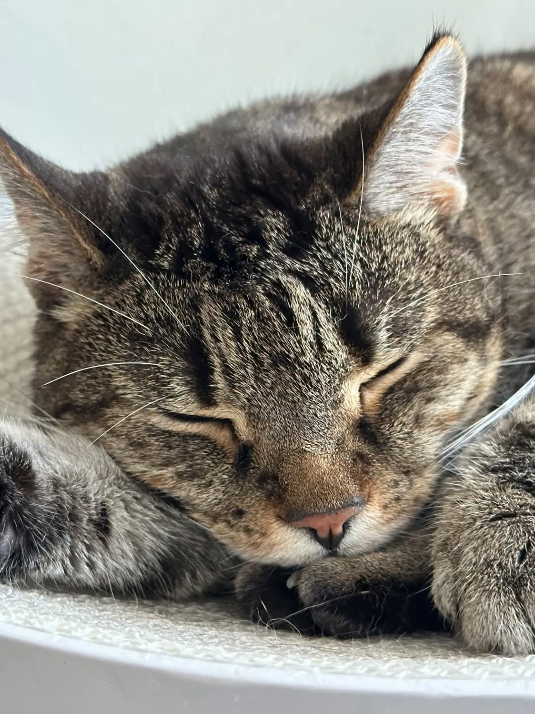 TIMO, 2015, Kater, Freigang – Bild 7