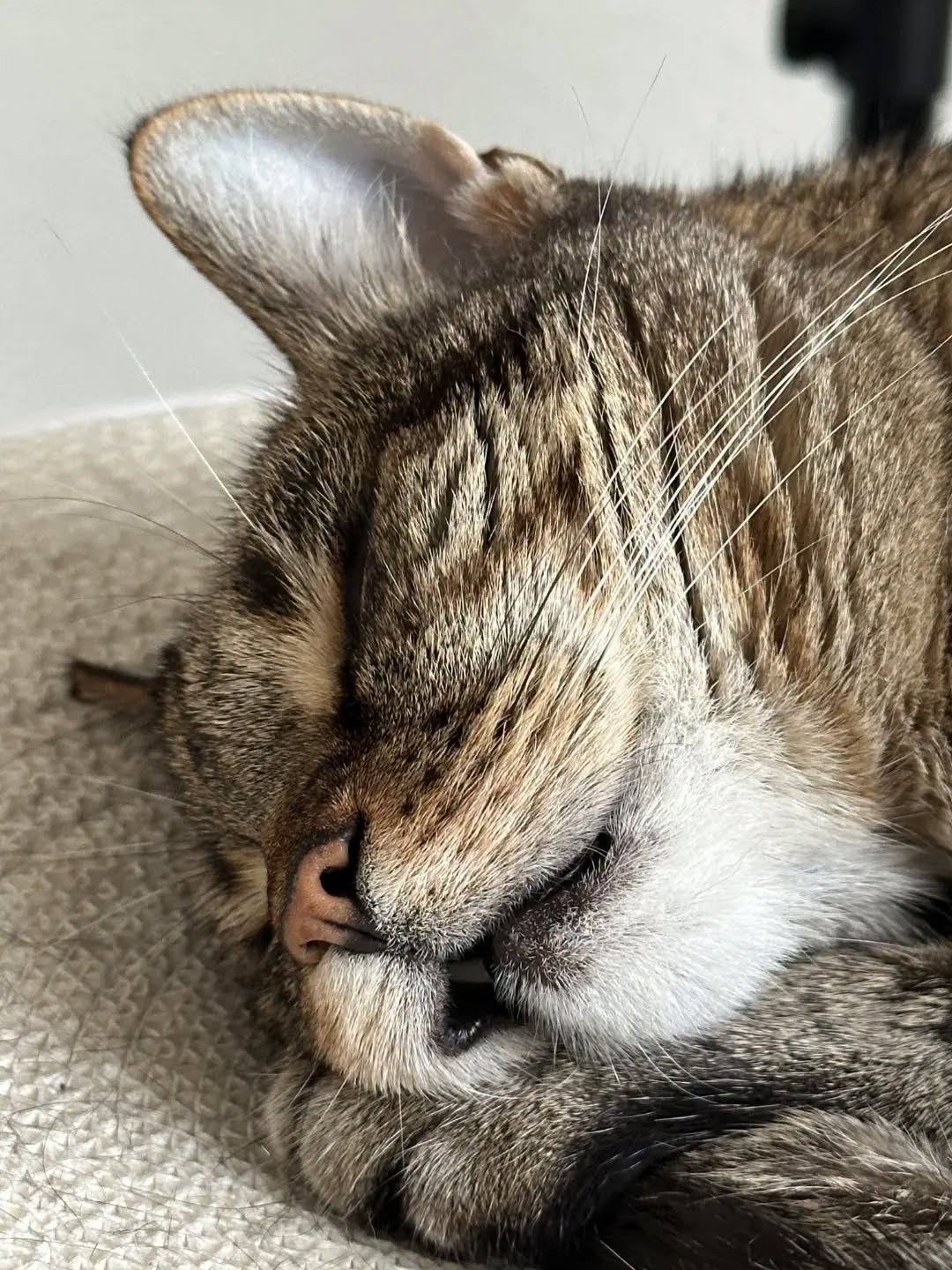TIMO, 2015, Kater, Freigang – Bild 3