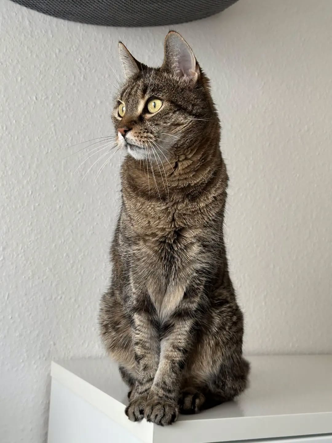 TIMO, 2015, Kater, Freigang – Bild 4