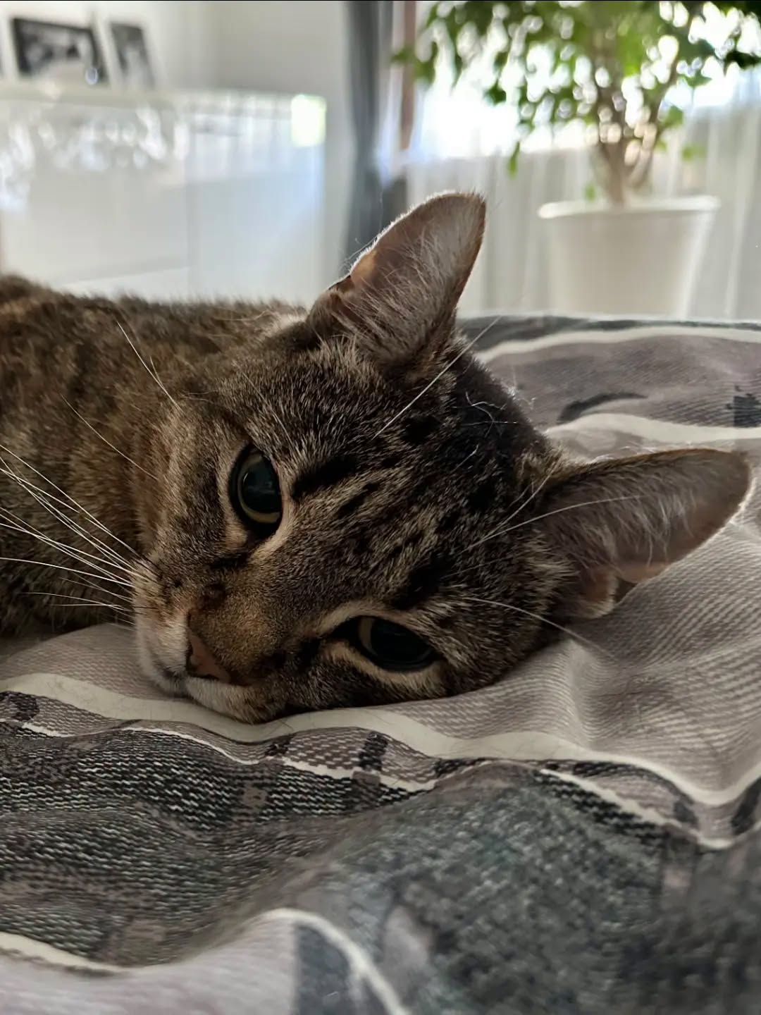 TIMO, 2015, Kater, Freigang – Bild 6