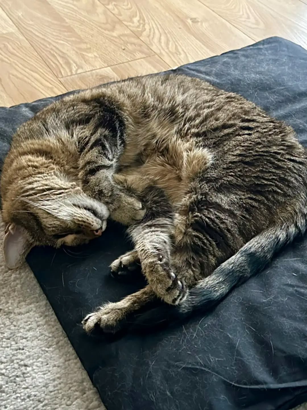 TIMO, 2015, Kater, Freigang – Bild 5
