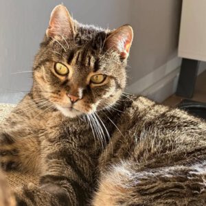 TIMO, 2015, Kater, Freigang