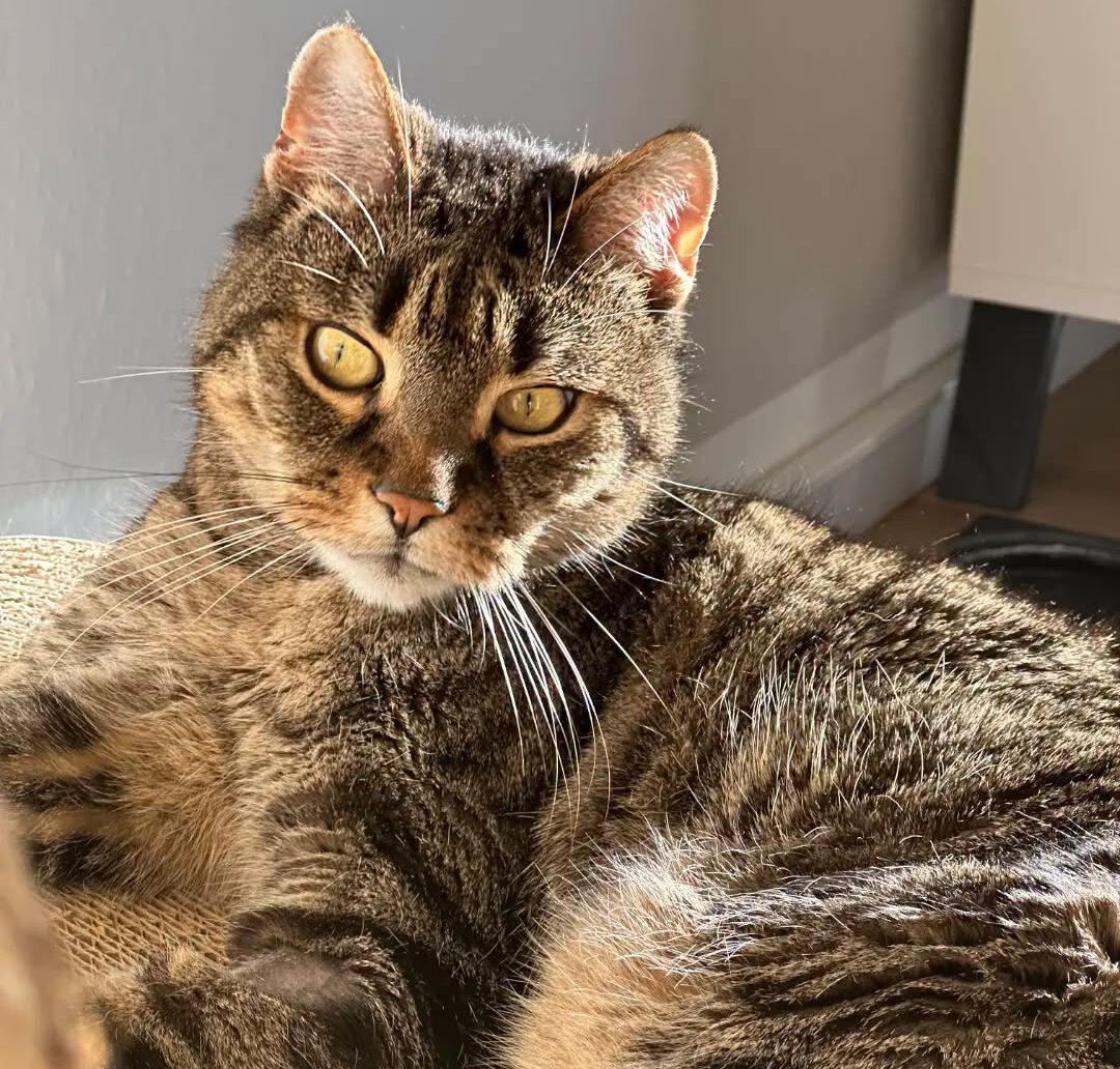 TIMO, 2015, Kater, Freigang