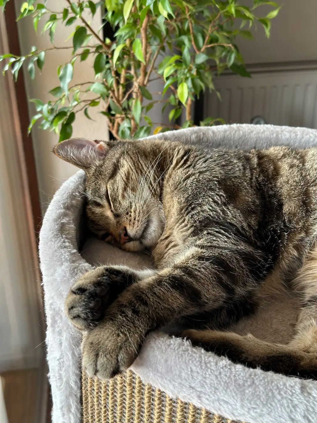TIMO, 2015, Kater, Freigang – Bild 9