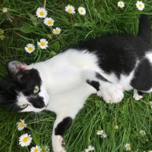 MICHI, Katze, 05/2022, Einzelplatz